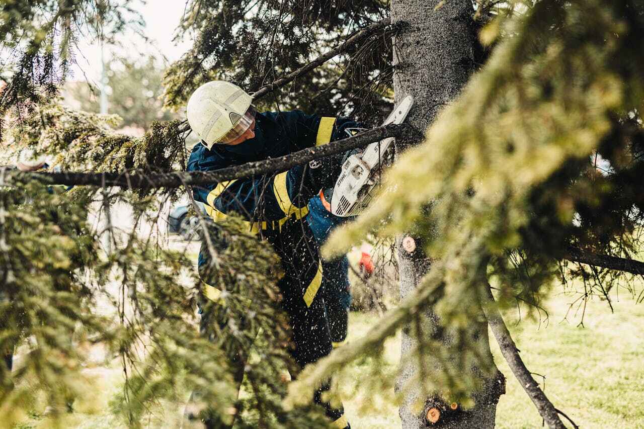 Best Tree Care Services  in Clinton, MO